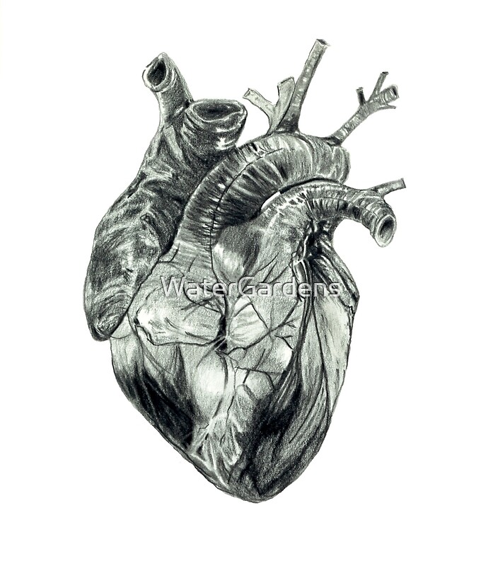 Creative Pencil Drawing Heart Anatomical Sketch for Kids