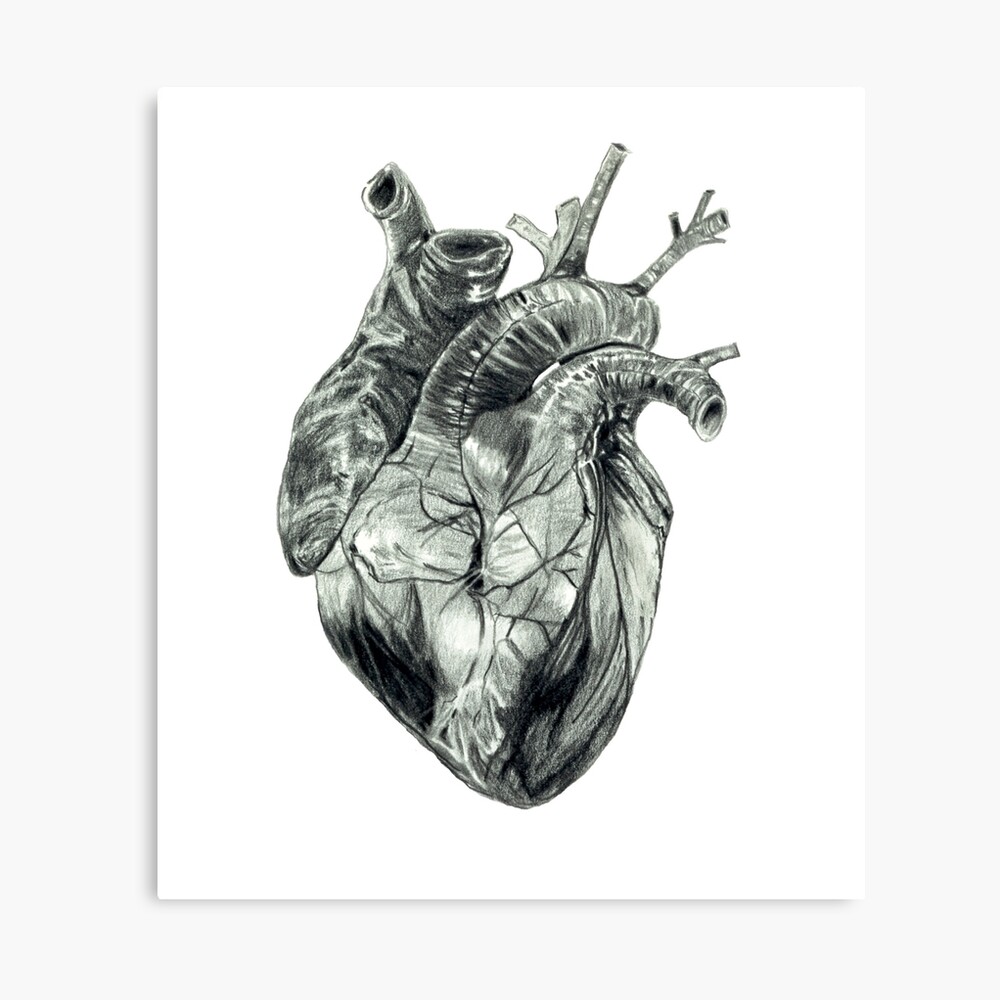 An Illustration Of A Human Heart Tattoo Background, A Picture Of A Heart  Drawing, Heart, Love Background Image And Wallpaper for Free Download