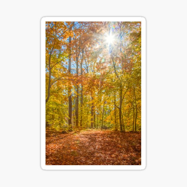 Item preview, Golden Autumn Forest designed and sold by Brooke T Ryan Photographic Art.