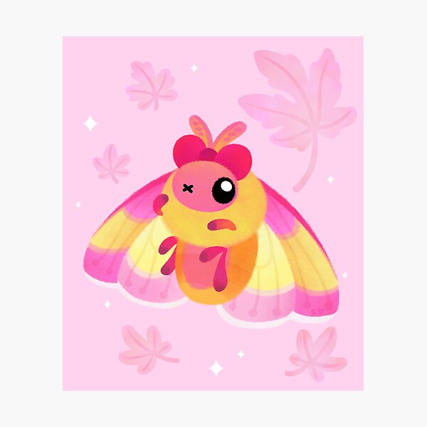 Rosy Maple Moth Photographic Print