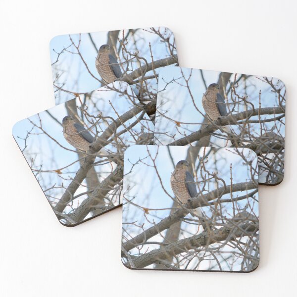 Item preview, Cooper's Hawk designed and sold by Drgnfly4free.