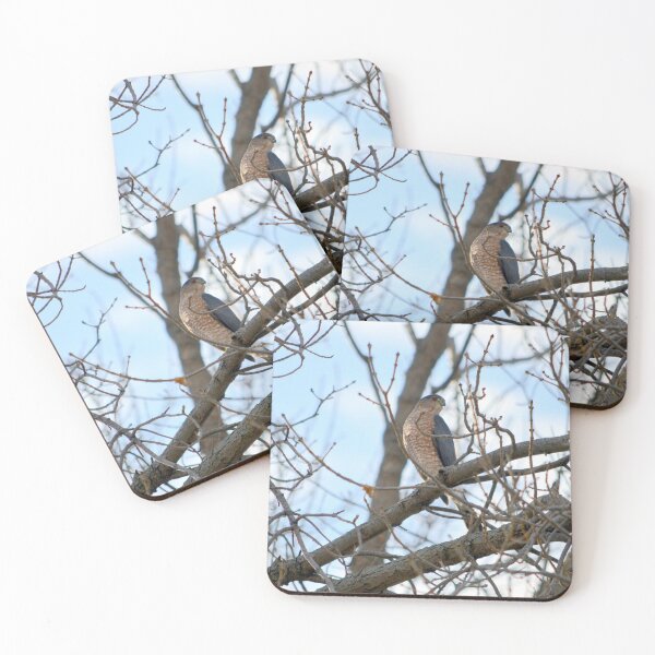 Item preview, Cooper's Hawk designed and sold by Drgnfly4free.
