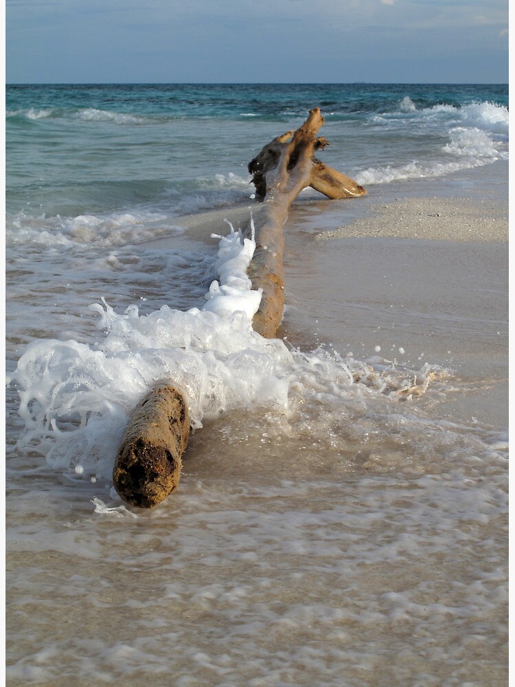 Driftwood and Wave by neoniphon