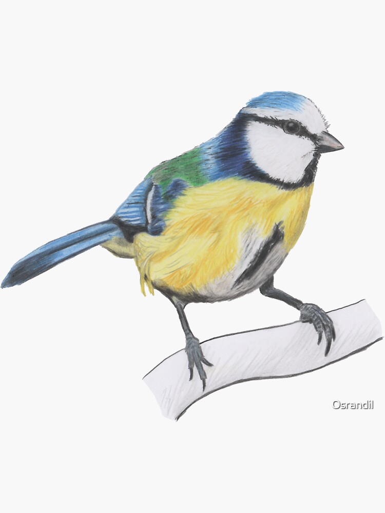 Bluetit 1/4 by Osrandil