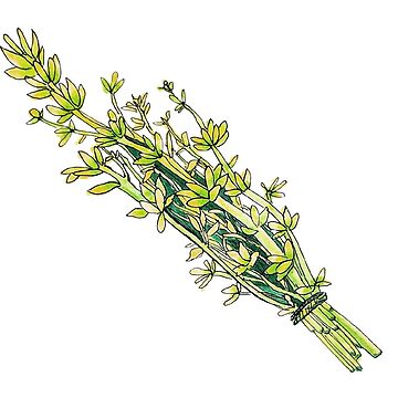 Artwork thumbnail, Thyme by sofruity