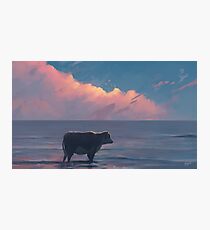 A Cow At The Sea Photographic Print