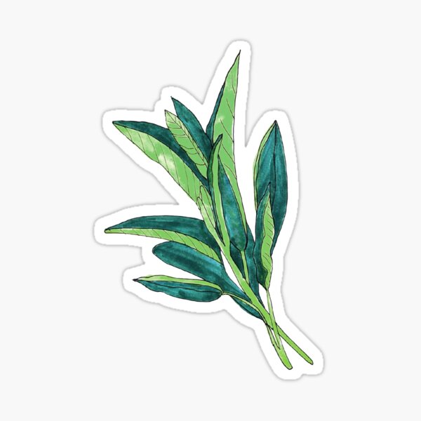 Sage Sticker