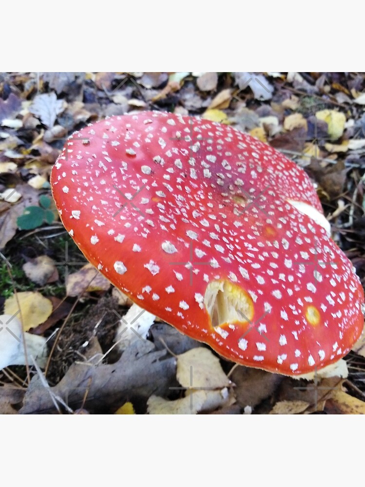 Fairytale Mushroom by MikeHawkinWorld