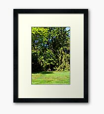 Secluded Framed Print