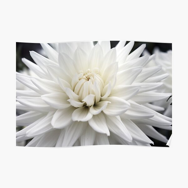 Simply White Poster