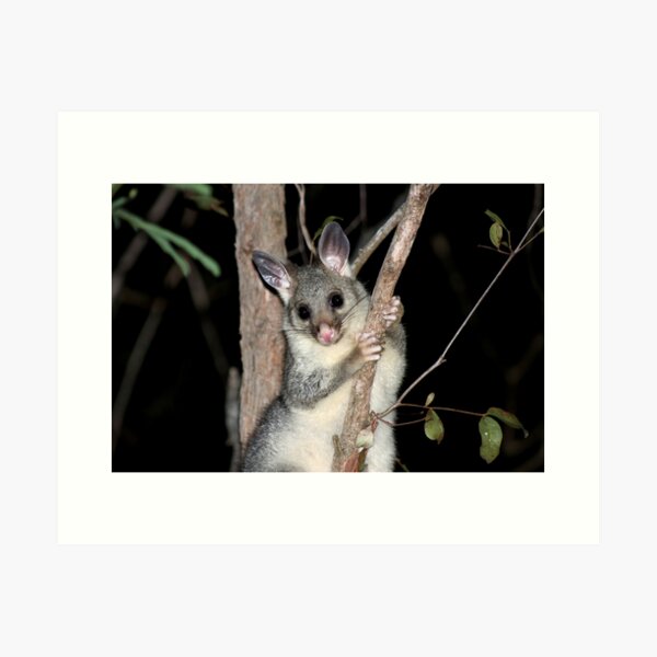 Item preview, © Australian brushtail possum (young) designed and sold by GeoPipics.