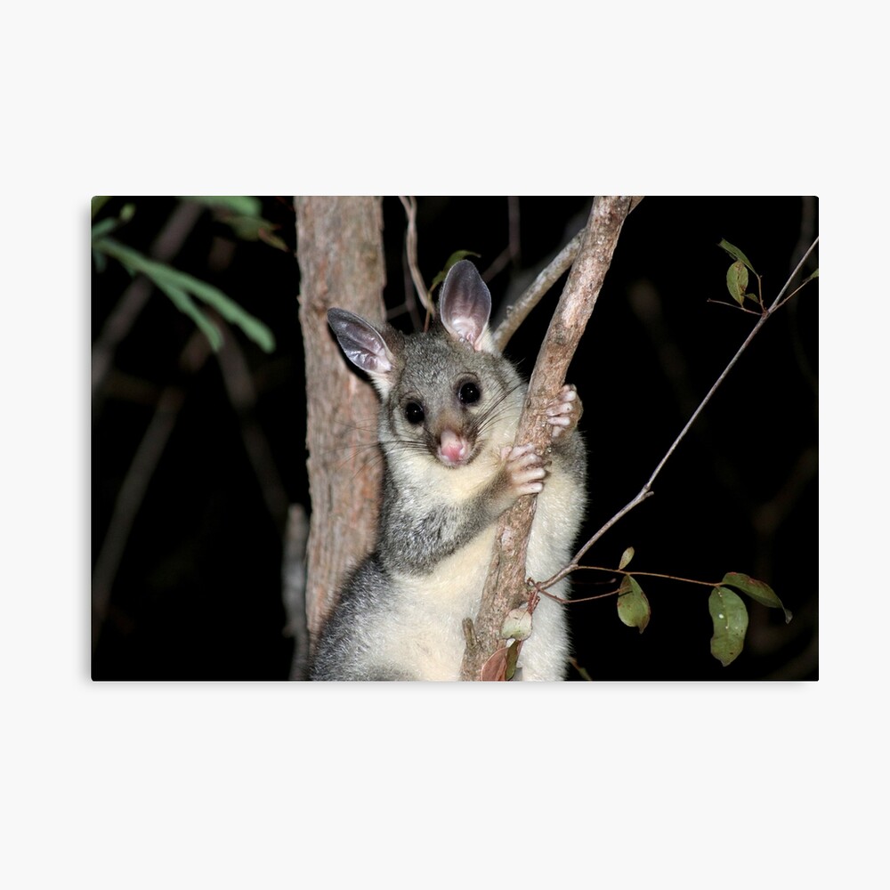 Common Ringtail Possum mit Babys Australien Grußkarte