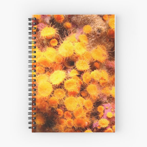 Item preview, Colors of the Ocean.  Undersea wonders. designed and sold by picturedlcphoto.