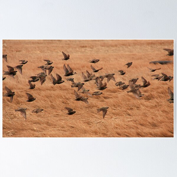 Item preview, Flight Over the Meadow designed and sold by Debbie  Roberts.