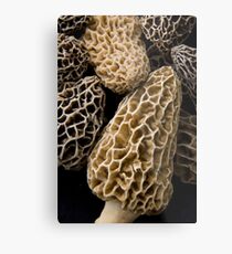 Oregon River Morels Metal Print