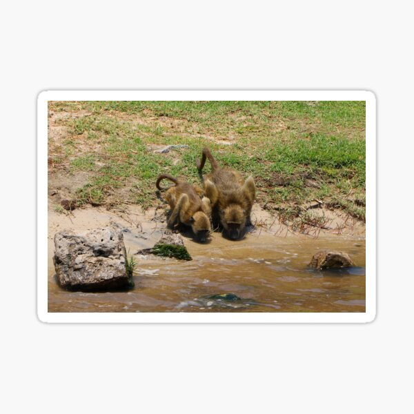 Vista previa del artículo con la obra «Babuinos bebiendo en el río Chobe, Botswana, África», diseñado y vendido por FranWest.