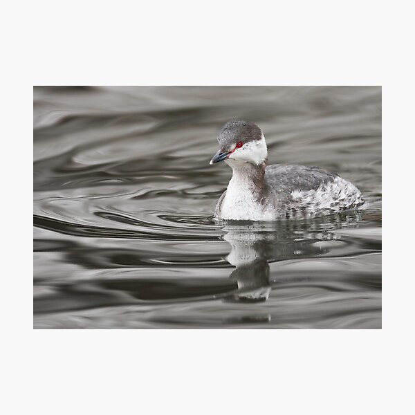 Horned Grebe Photographic Print