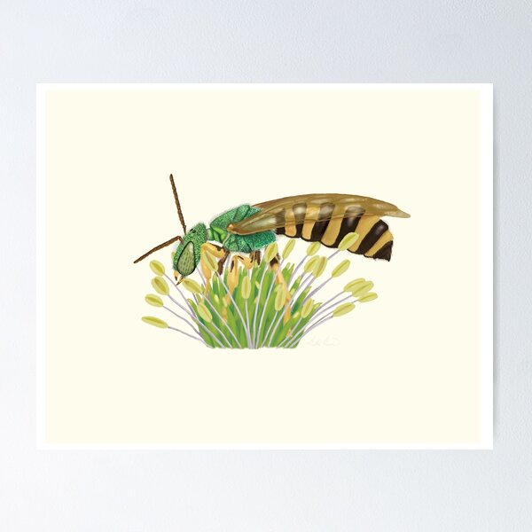 Item preview, Sweat Bee - Male designed and sold by Heather  Hinam.