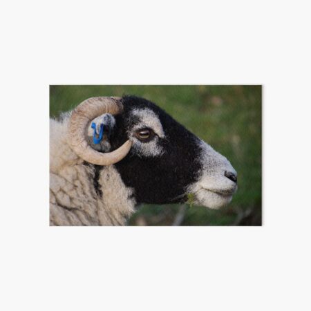 Sheep's Head Art Board Print