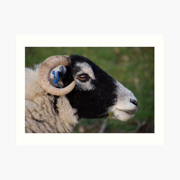 Sheep's Head Art Print