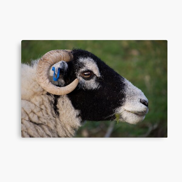 Sheep's Head Canvas Print