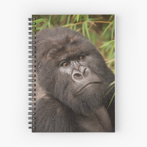 Item preview, Close-up of silverback gorilla looking at camera designed and sold by Nick Dale Photography.