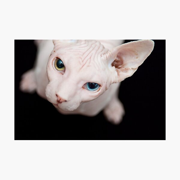 Item preview, Sphynx designed and sold by Jofabi.