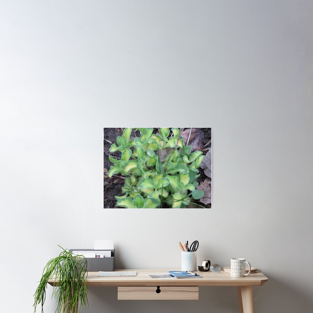 Item preview, Poster designed and sold by MissLADYbugsy.
