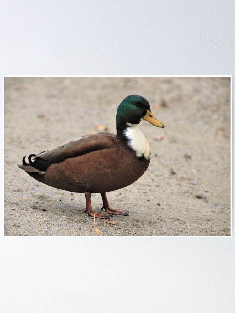 canard colvert en coupe