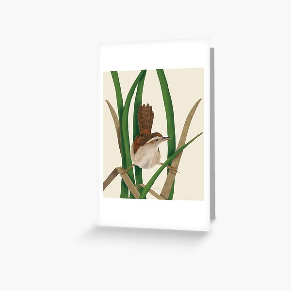 Marsh Wren Greeting Card