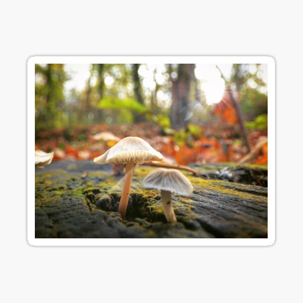 Item preview, Golden autumn day designed and sold by Tina Abendroth.