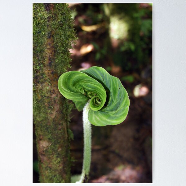 Item preview, Unfurling Leaf in central Panama designed and sold by genez.