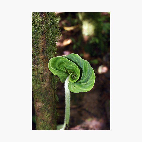Item preview, Unfurling Leaf in central Panama designed and sold by genez.