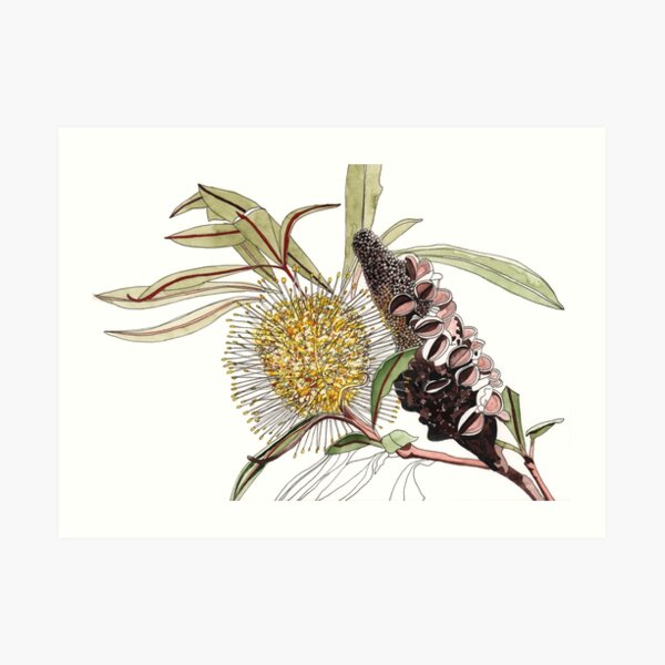 Banksia Flower Pod Australian Flora Art Print