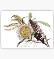 Banksia Sticker