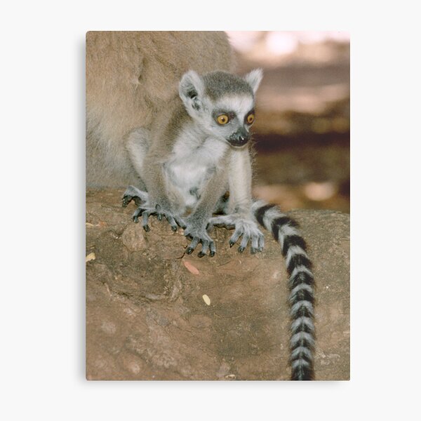 Baby lemur Metal Print