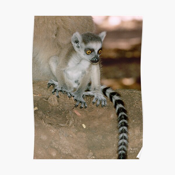 Baby lemur Poster