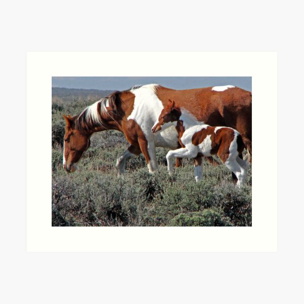 Wild Pinto Foal, Red Desert, Wyoming Art Print