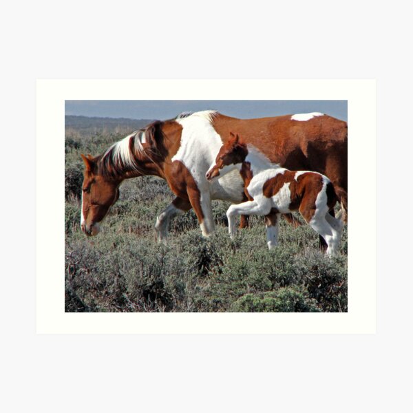 Wild Pinto Foal, Red Desert, Wyoming Art Print
