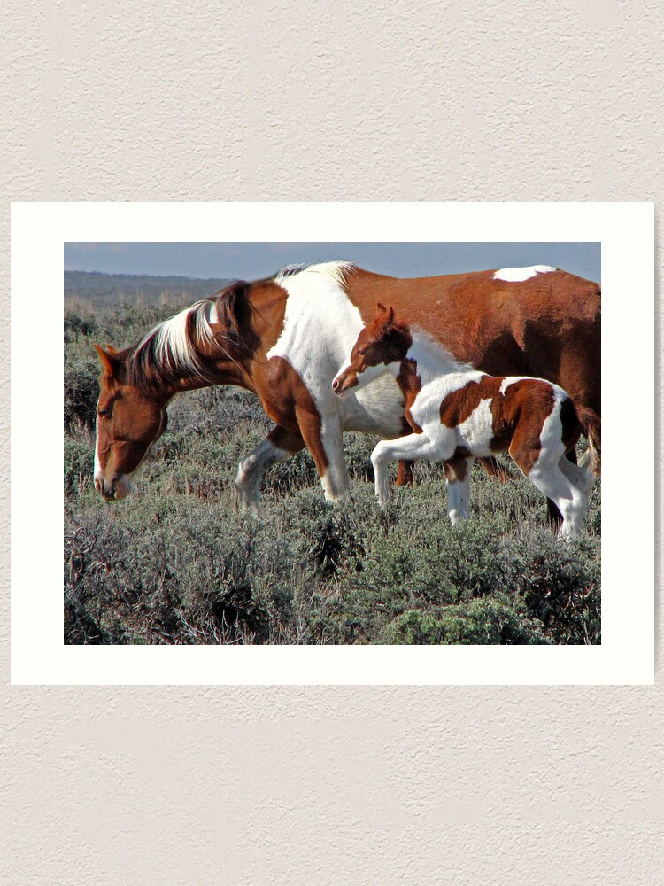 Alternate view of Wild Pinto Foal, Red Desert, Wyoming Art Print