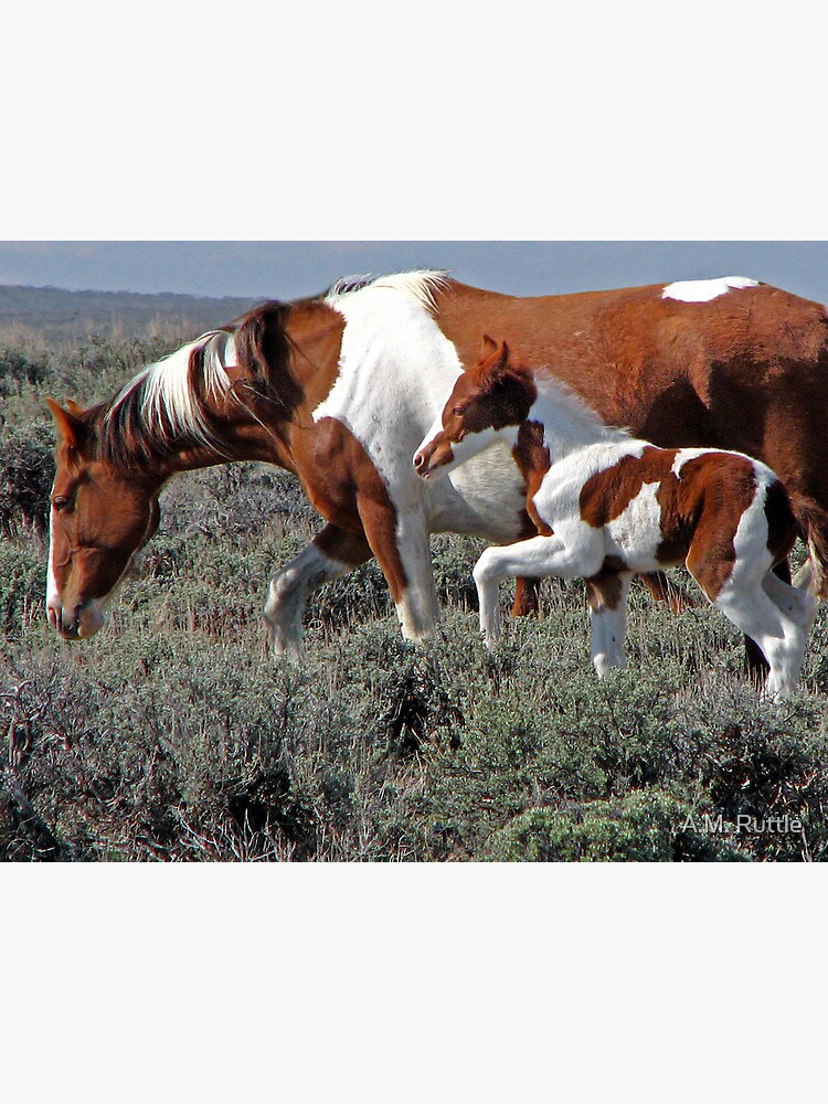 Wild Pinto Foal, Red Desert, Wyoming by annruttle