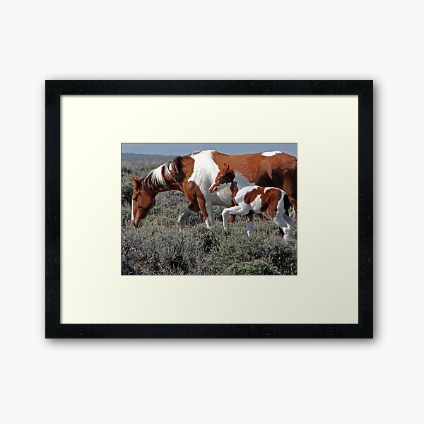 Wild Pinto Foal, Red Desert, Wyoming Framed Art Print