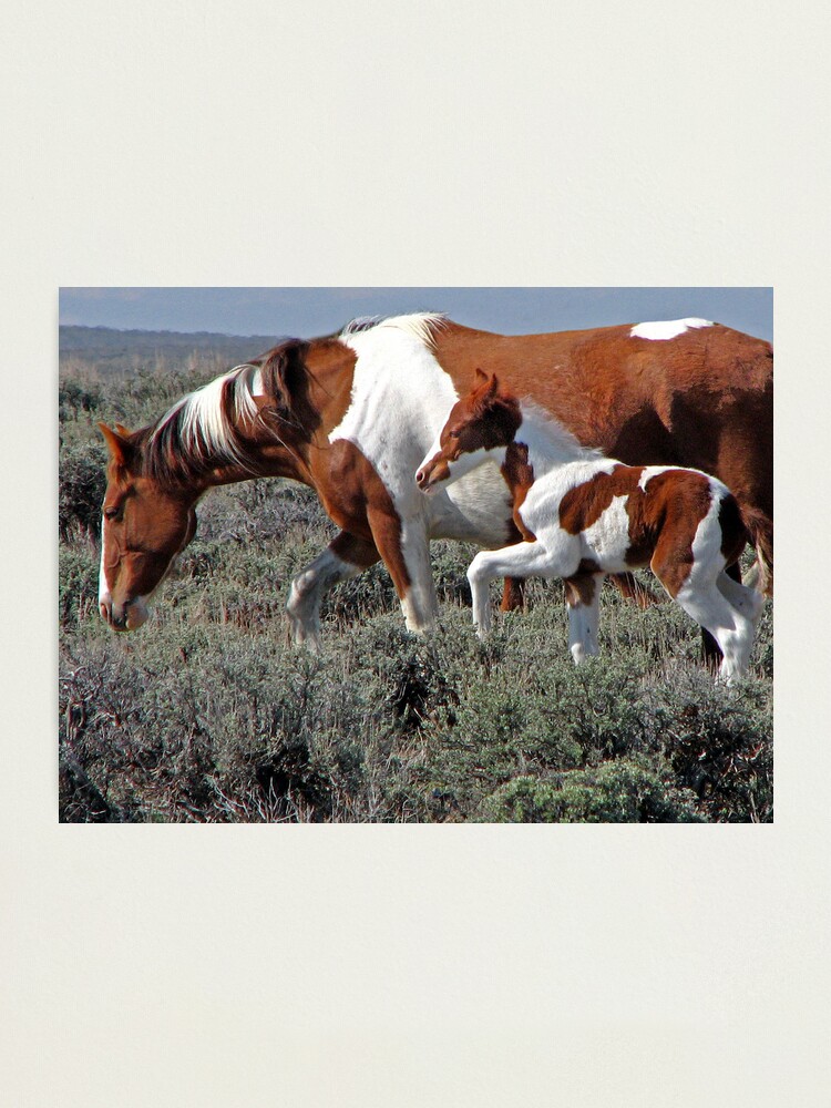 Alternate view of Wild Pinto Foal, Red Desert, Wyoming Photographic Print