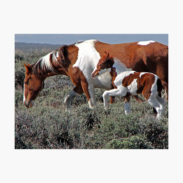Wild Pinto Foal, Red Desert, Wyoming Photographic Print