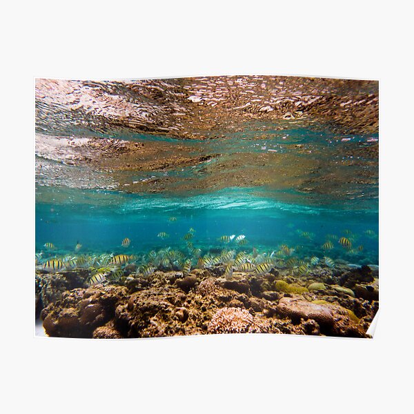 110313 Snorkel 5 Poster