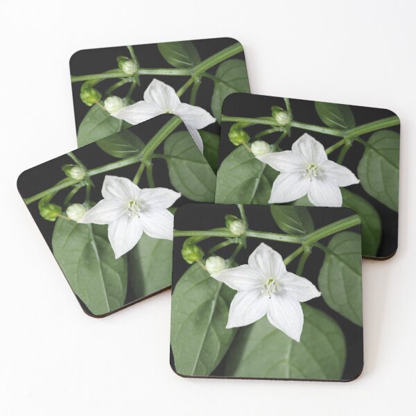 Item preview, White hot pepper flower (Capsicum annuum cultivar) close-up designed and sold by SDym Photography.