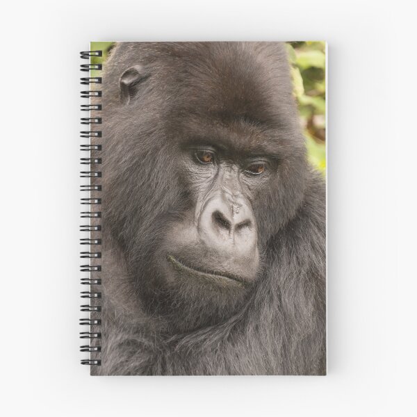 Item preview, Close-up of silverback looking down in forest designed and sold by Nick Dale Photography.