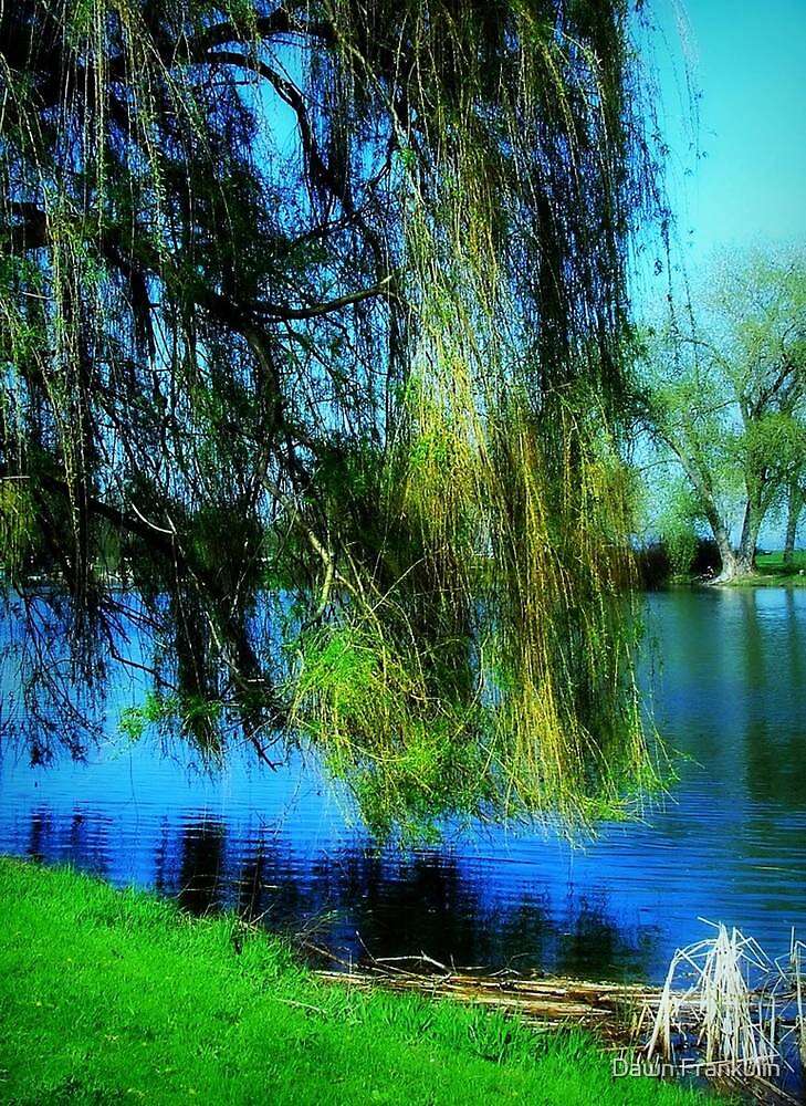 "Beautiful weeping willow tree © " by Dawn Becker | Redbubble