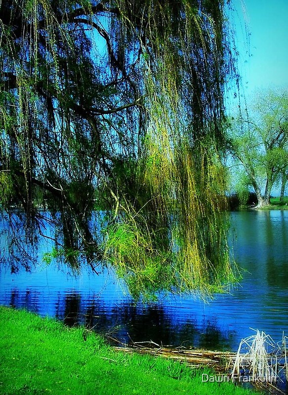 "Beautiful weeping willow tree © " by Dawn Becker | Redbubble