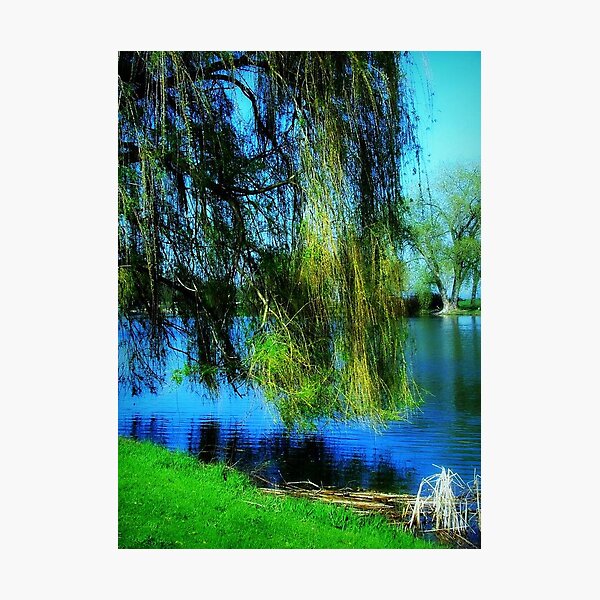 Beautiful weeping willow tree © Photographic Print